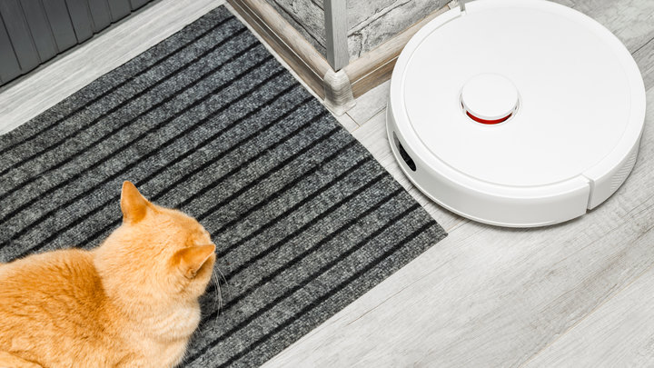 Кошка смотрит на робот-пылесос