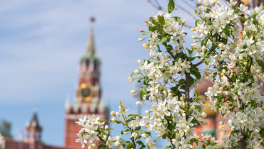 Кремль на фоне цветущего дерева