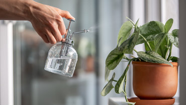 Растения в комнате