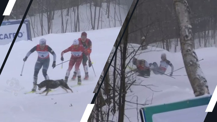Собака сбила двух лыжниц во время марафона на чемпионате России. Крупицкая выиграла золото
