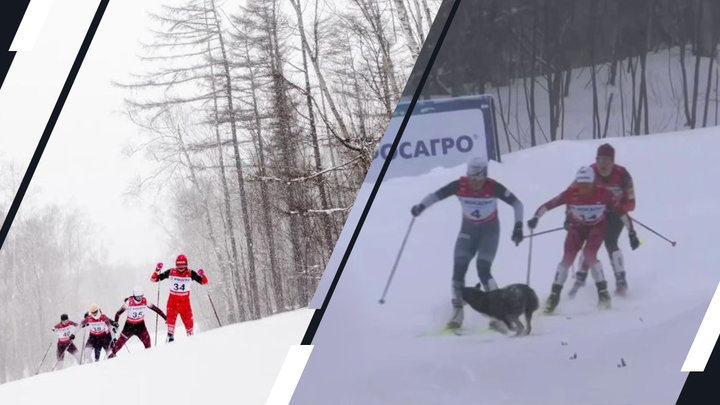 «Какая-то шведка сказала — и нашим приходится бегать». Травмы и собаки ставят вопрос о равноправии в лыжах