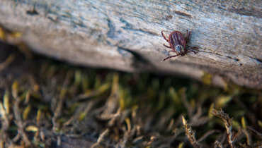 Ученый предупредил, что в Москве начинается сезон клещей