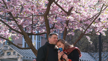 Прямо как в Японии: 9 городов в России, где можно увидеть цветение сакуры