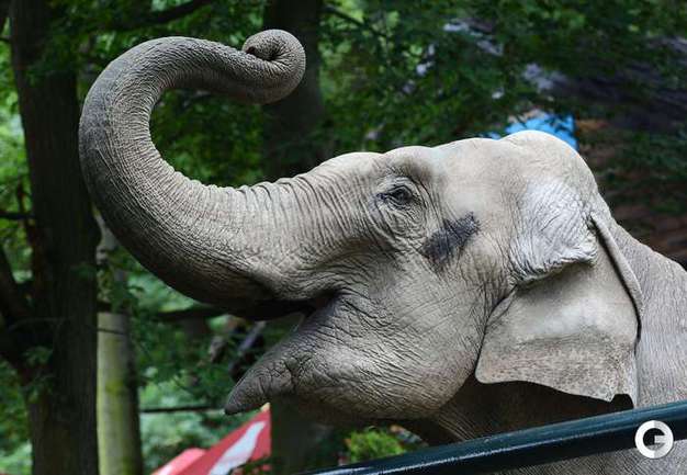 СЛОНИХА ПРЕДСКАЗЫВАЕТ ПОБЕДУ ГРЕКАМ