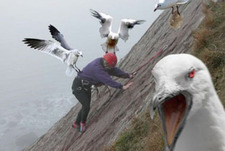 Чайки чуть не съели альпиниста