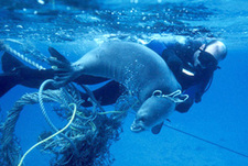 Страшные тайны большого мусорного пятна