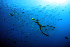 Где находится дайверский рай?