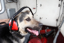 В Егорьевске даже собаки летают