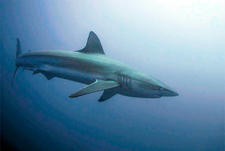 Среди акул и китов