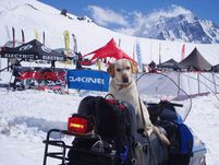 Как готовят собак для работы в лавине