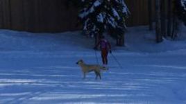 Собака в Сочи выбежала на лыжную трассу