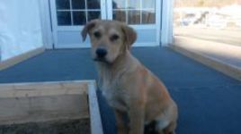 У журналистов появились четырехлапые коллеги