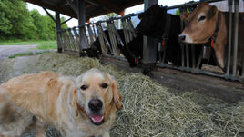 Вторник. Бад-Рагац. ШВейцария. Первая тренировка сборной России перед ЕВРО-2016.